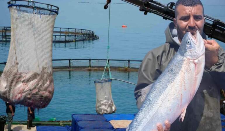 İlk hasat yapıldı, üretim başladı! İhracattaki yeni gözde oldu: Japonya, Çin ve Rusya’ya kapış kapış gidiyor