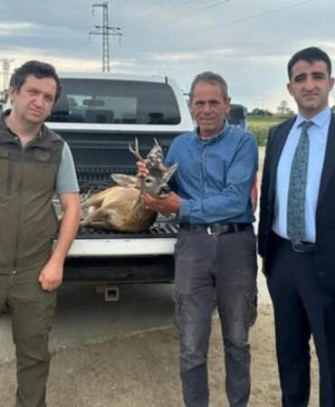 Edirne’de yürekleri ısıtan hareket: Su kanalına düşen karacayı çeltik işçileri kurtardı