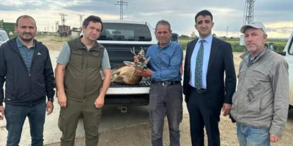 Edirne’de yürekleri ısıtan hareket: Su kanalına düşen karacayı çeltik işçileri kurtardı