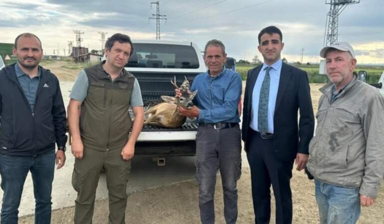 Edirne’de yürekleri ısıtan hareket: Su kanalına düşen karacayı çeltik işçileri kurtardı