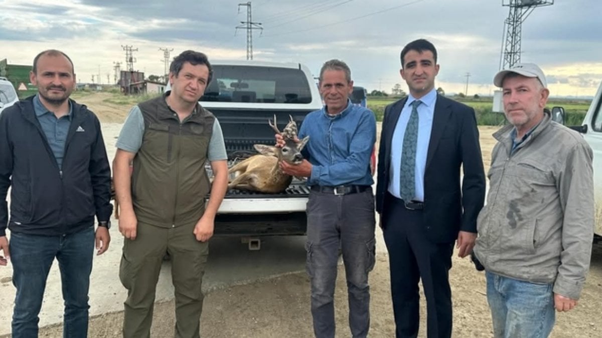 Edirne’de yürekleri ısıtan hareket: Su kanalına düşen karacayı çeltik işçileri kurtardı