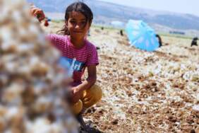 10.000 işçi hasat için kolları sıvadı! 40.000 ton rekolte bekleniyor, talep bitmiyor: Tarlada kilosu 55’ten satılıyor…