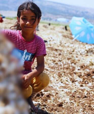 10.000 işçi hasat için kolları sıvadı! 40.000 ton rekolte bekleniyor, talep bitmiyor: Tarlada kilosu 55’ten satılıyor…