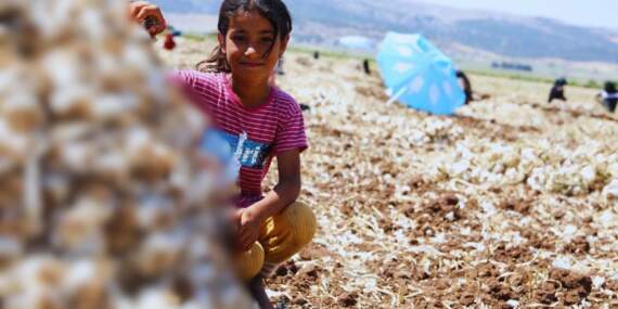10.000 işçi hasat için kolları sıvadı! 40.000 ton rekolte bekleniyor, talep bitmiyor: Tarlada kilosu 55’ten satılıyor…