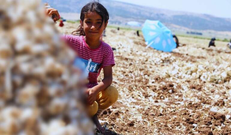 10.000 işçi hasat için kolları sıvadı! 40.000 ton rekolte bekleniyor, talep bitmiyor: Tarlada kilosu 55’ten satılıyor…