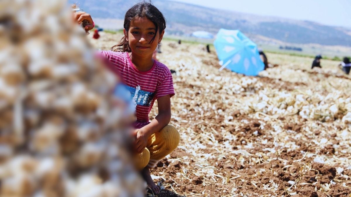 10.000 işçi hasat için kolları sıvadı! 40.000 ton rekolte bekleniyor, talep bitmiyor: Tarlada kilosu 55’ten satılıyor…