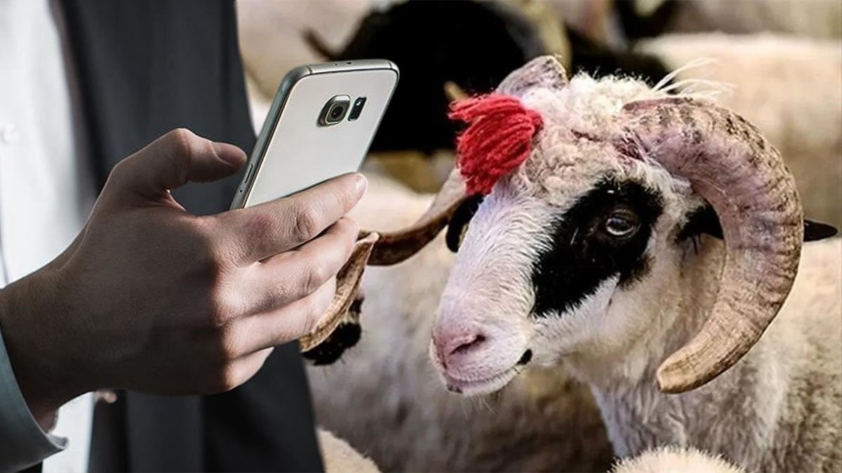 Kurbanlık alacaklar dikkat! Artık tüm bilgiler cebinizde