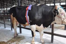 1.2 ton ağırlığındaki tosun 350 bin liraya satıldı