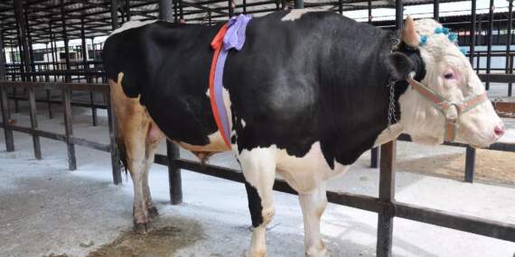 1.2 ton ağırlığındaki tosun 350 bin liraya satıldı