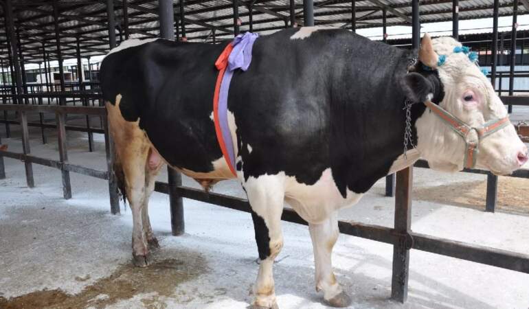 1.2 ton ağırlığındaki tosun 350 bin liraya satıldı