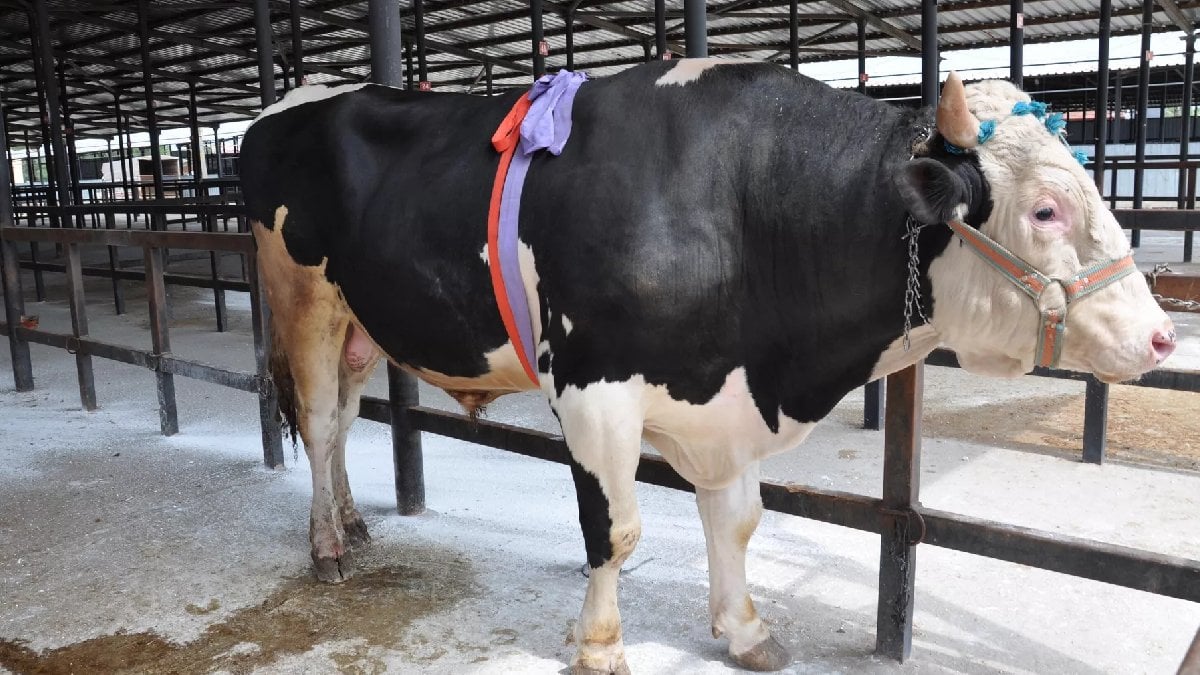 1.2 ton ağırlığındaki tosun 350 bin liraya satıldı