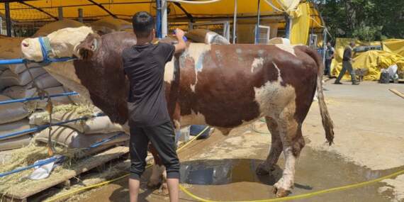 İstanbul’da 1 ton 200 kiloluk dana kurban pazarının şampiyonu oldu! 420 bin liradan alıcısını buldu