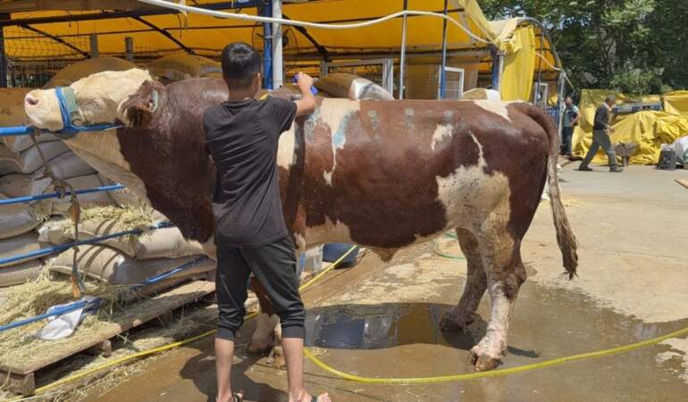 İstanbul’da 1 ton 200 kiloluk dana kurban pazarının şampiyonu oldu! 420 bin liradan alıcısını buldu