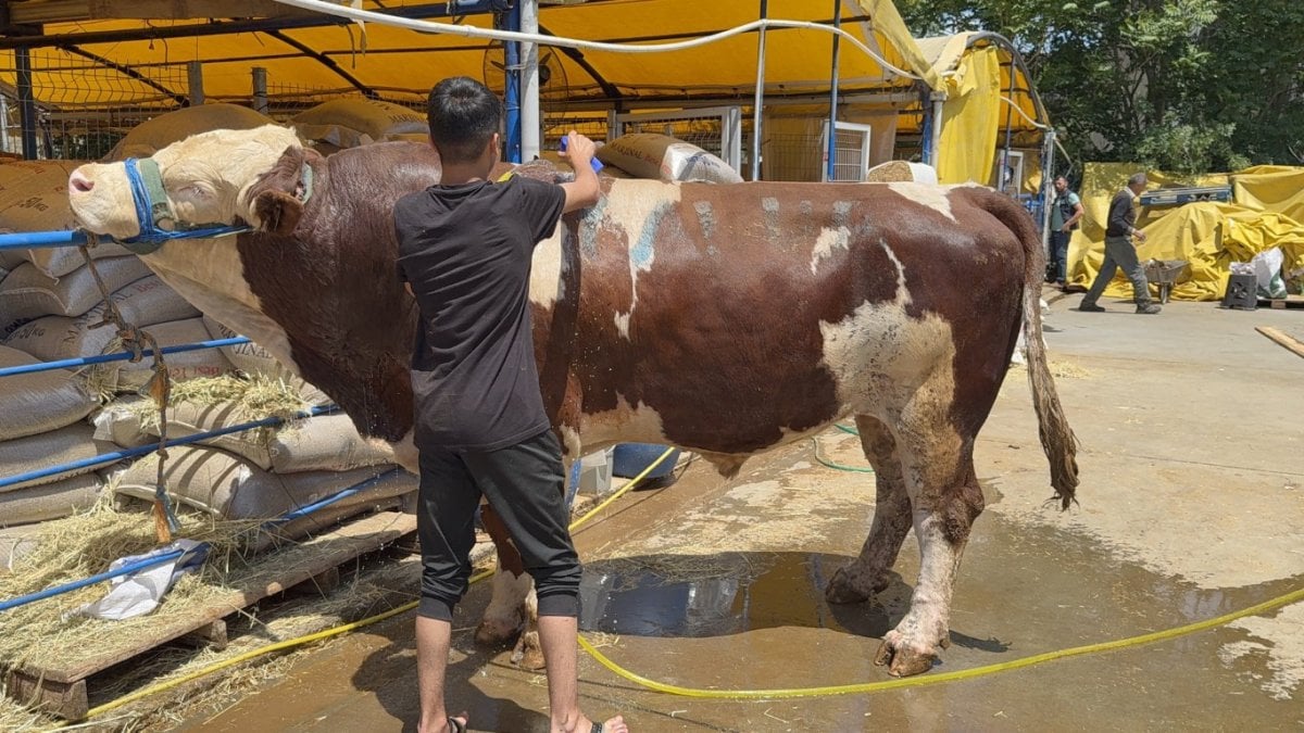 İstanbul’da 1 ton 200 kiloluk dana kurban pazarının şampiyonu oldu! 420 bin liradan alıcısını buldu