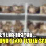 Evinde yetiştiriyor, kilosunu 1.500 TL’den satıyor! Hem kolay yetişiyor hem de ek gelir…