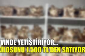Evinde yetiştiriyor, kilosunu 1.500 TL’den satıyor! Hem kolay yetişiyor hem de ek gelir…