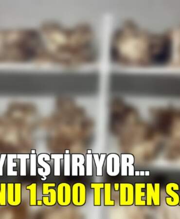 Evinde yetiştiriyor, kilosunu 1.500 TL’den satıyor! Hem kolay yetişiyor hem de ek gelir…