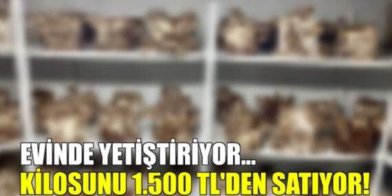Evinde yetiştiriyor, kilosunu 1.500 TL’den satıyor! Hem kolay yetişiyor hem de ek gelir…