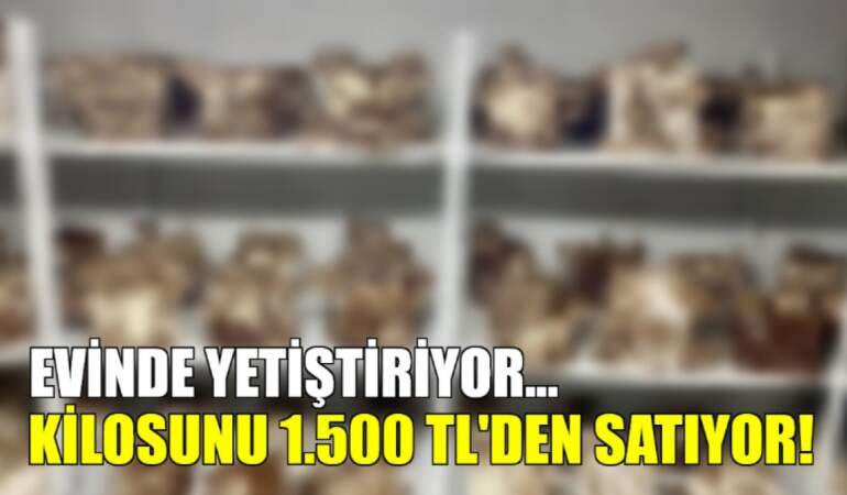Evinde yetiştiriyor, kilosunu 1.500 TL’den satıyor! Hem kolay yetişiyor hem de ek gelir…