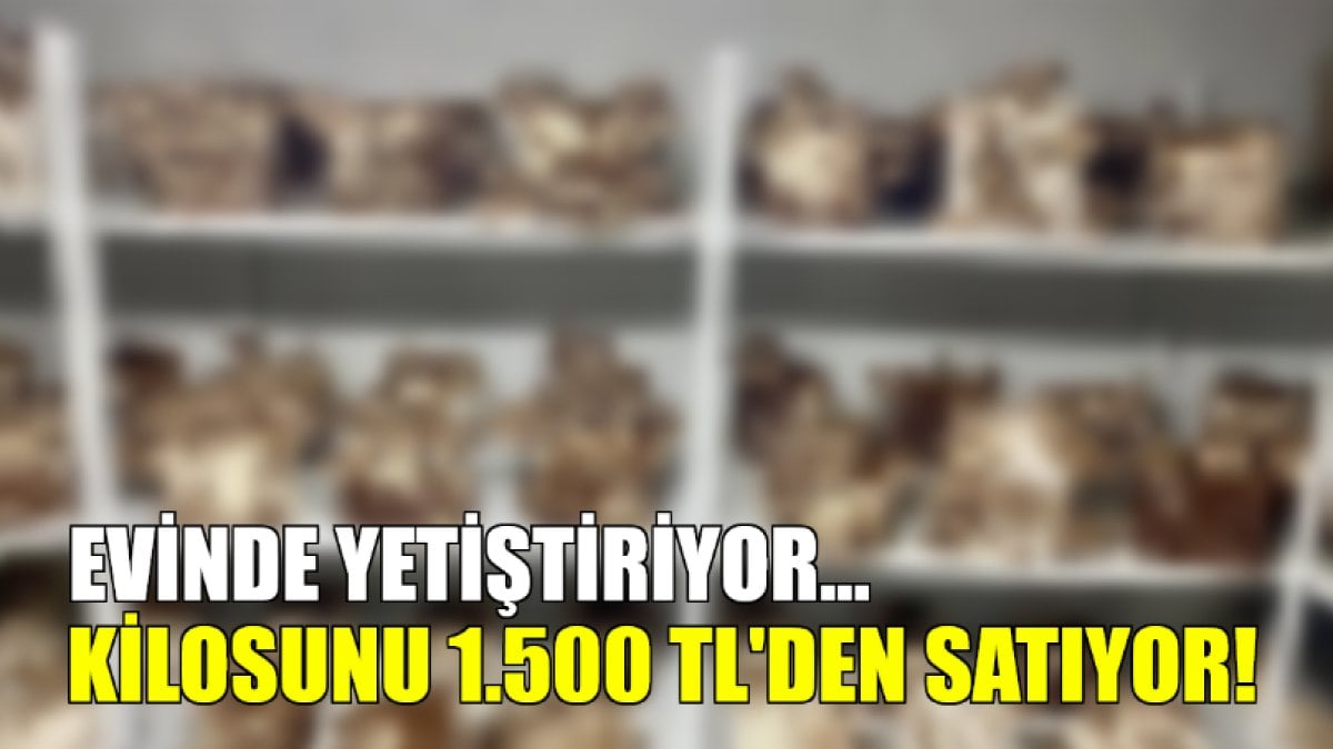 Evinde yetiştiriyor, kilosunu 1.500 TL’den satıyor! Hem kolay yetişiyor hem de ek gelir…