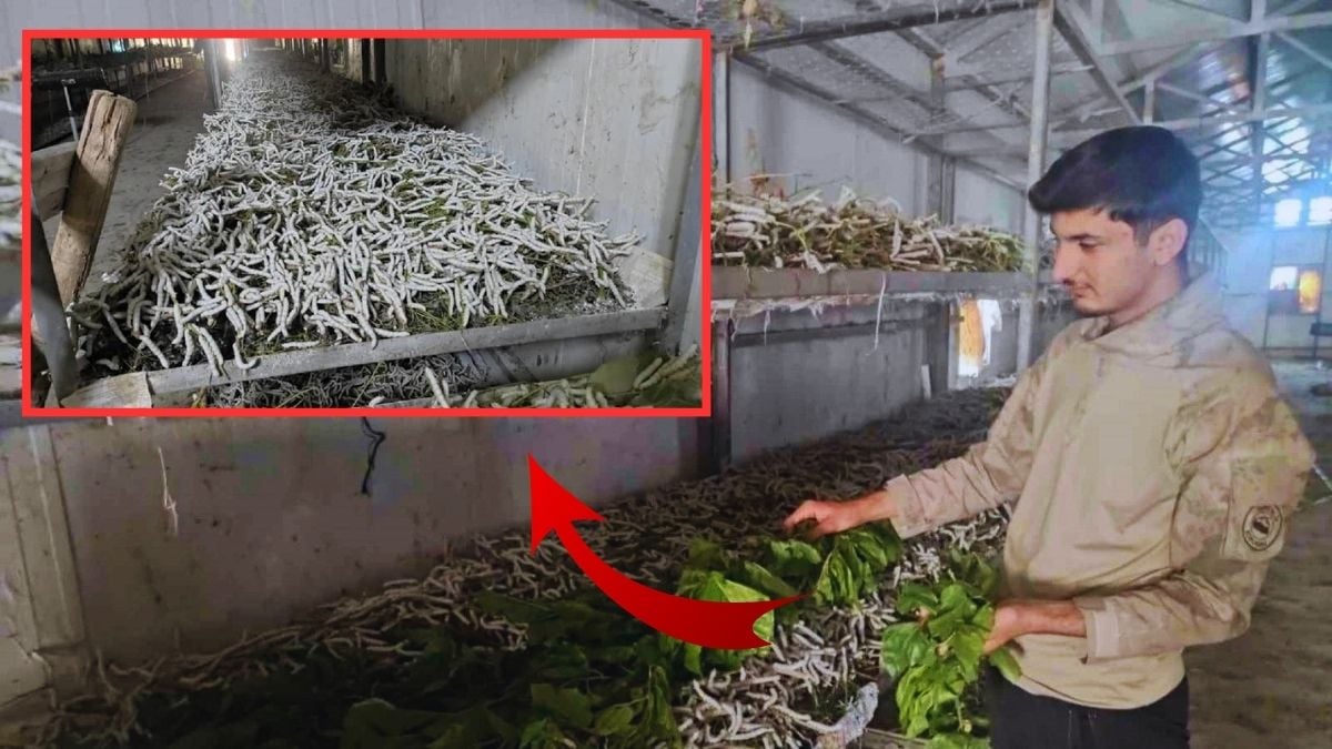 3 aile başladı, ilçe ekonomisi şaha kalktı! Bu iş servet getiriyor: Ayda 100.000 TL’yi cebe koyduruyor