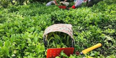 2025 ÇAYKUR İŞÇİ ALIMI: ÇAYKUR 1500 İşçi Alımı Kura ne Zaman? ÇAYKUR İşçi Alımı Kura Sonuçları ne zaman Açıklanacak?