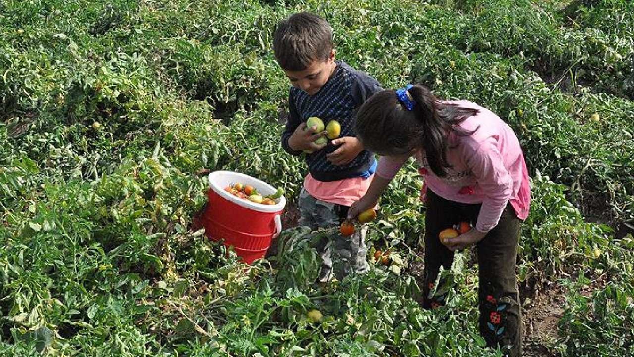 5 Çocuktan 1’i Okula Aç Gidiyor, En Az 1 Gün Yemek Yiyemiyorlar