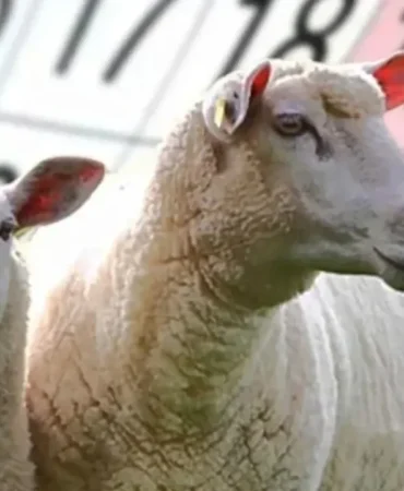 Milyonların Gözü Bu Haberdeydi: Kurban Bayramı Tatili Resmi Olarak Netleşti!