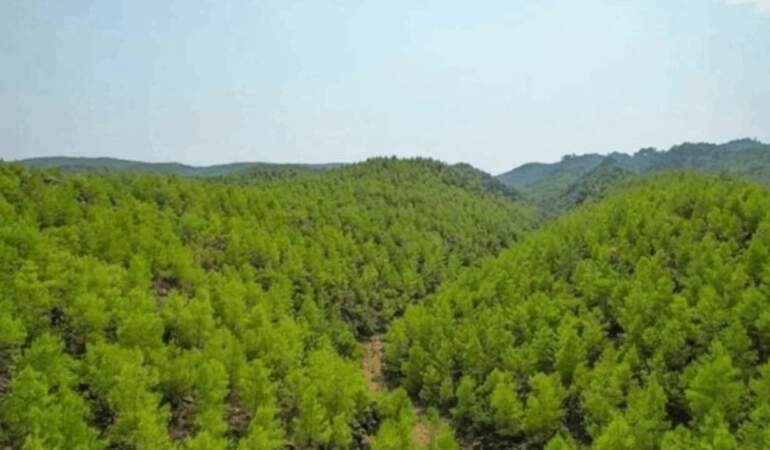 Alanya’da Apar Topar Orman İlan Edilen Alanlar Meclis Gündeminde: Vatandaşın Ne Günahı Var?