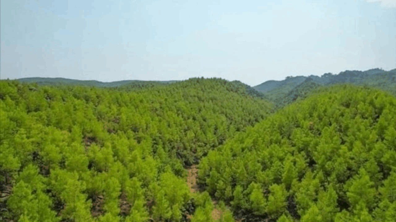 Alanya’da Apar Topar Orman İlan Edilen Alanlar Meclis Gündeminde: Vatandaşın Ne Günahı Var?