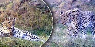 Anadolu Parsı Yeniden Görüntülendi! Bakan Yumaklı O Anları Paylaştı