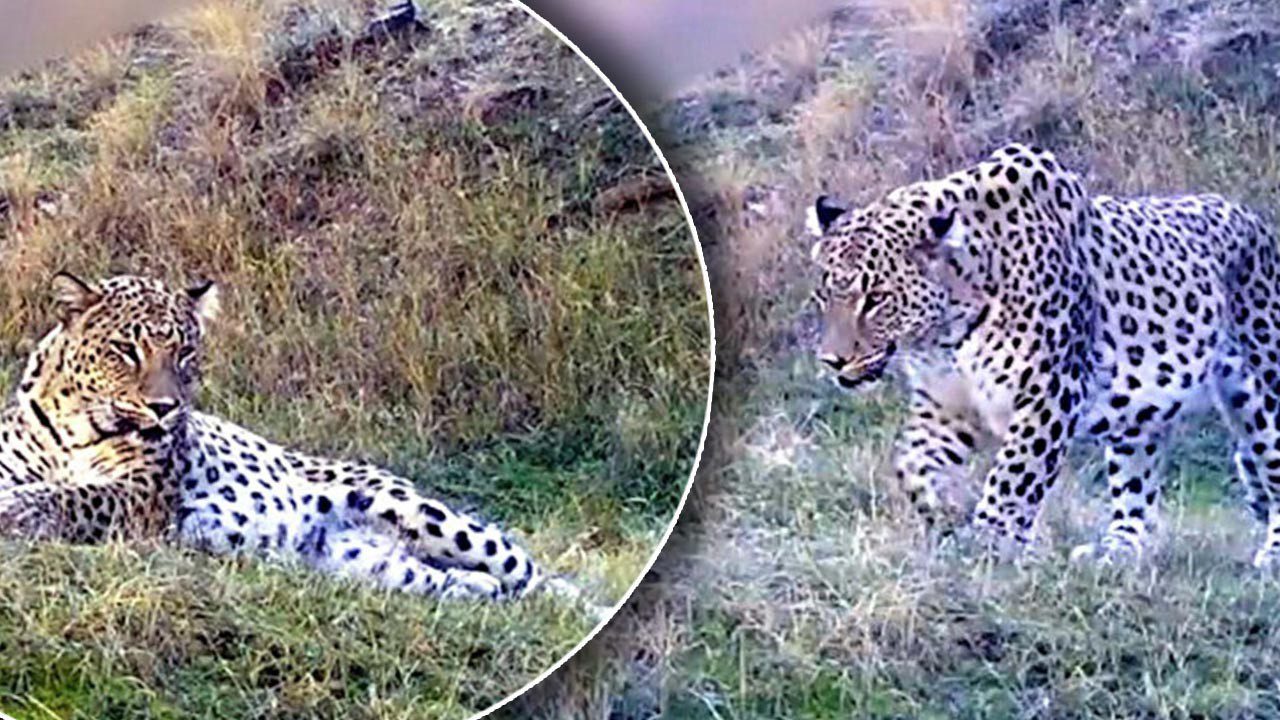 Anadolu Parsı Yeniden Görüntülendi! Bakan Yumaklı O Anları Paylaştı