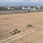 Antalya Aksu’da Hasat Başladı! Dekarda Rekor Kırıldı