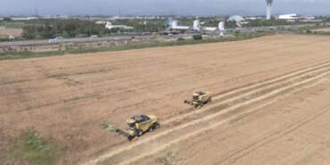 Antalya Aksu’da Hasat Başladı! Dekarda Rekor Kırıldı