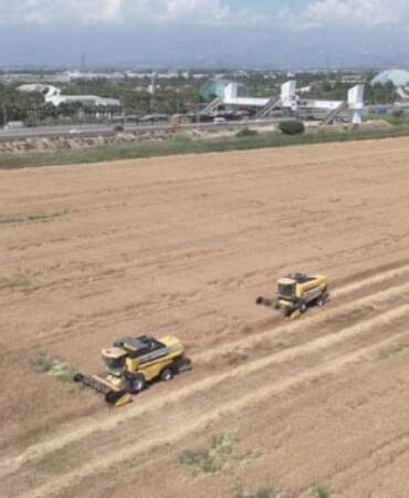 Antalya Aksu’da Hasat Başladı! Dekarda Rekor Kırıldı