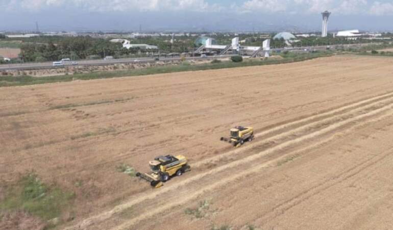Antalya Aksu’da Hasat Başladı! Dekarda Rekor Kırıldı