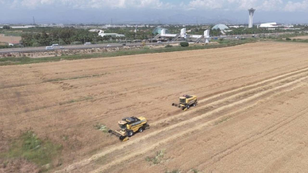 Antalya Aksu’da Hasat Başladı! Dekarda Rekor Kırıldı