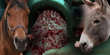 Bakanlık Tek Tek İfşa Etti: Kıymada Yine At ve Eşek Eti Skandalı