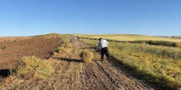 Batman Gercüş’te Hasat Başladı: Rekolte Yüzde 50 Azaldı