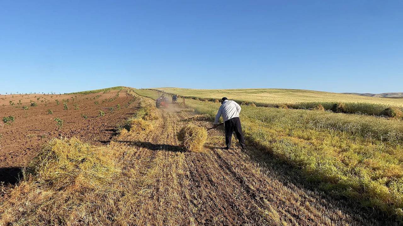 Batman Gercüş’te Hasat Başladı: Rekolte Yüzde 50 Azaldı