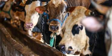 Bayramda Kurbanlık Alacaklar Dikkat: Etli Hayvanı Anlamanın En Kolay Yolu Bu