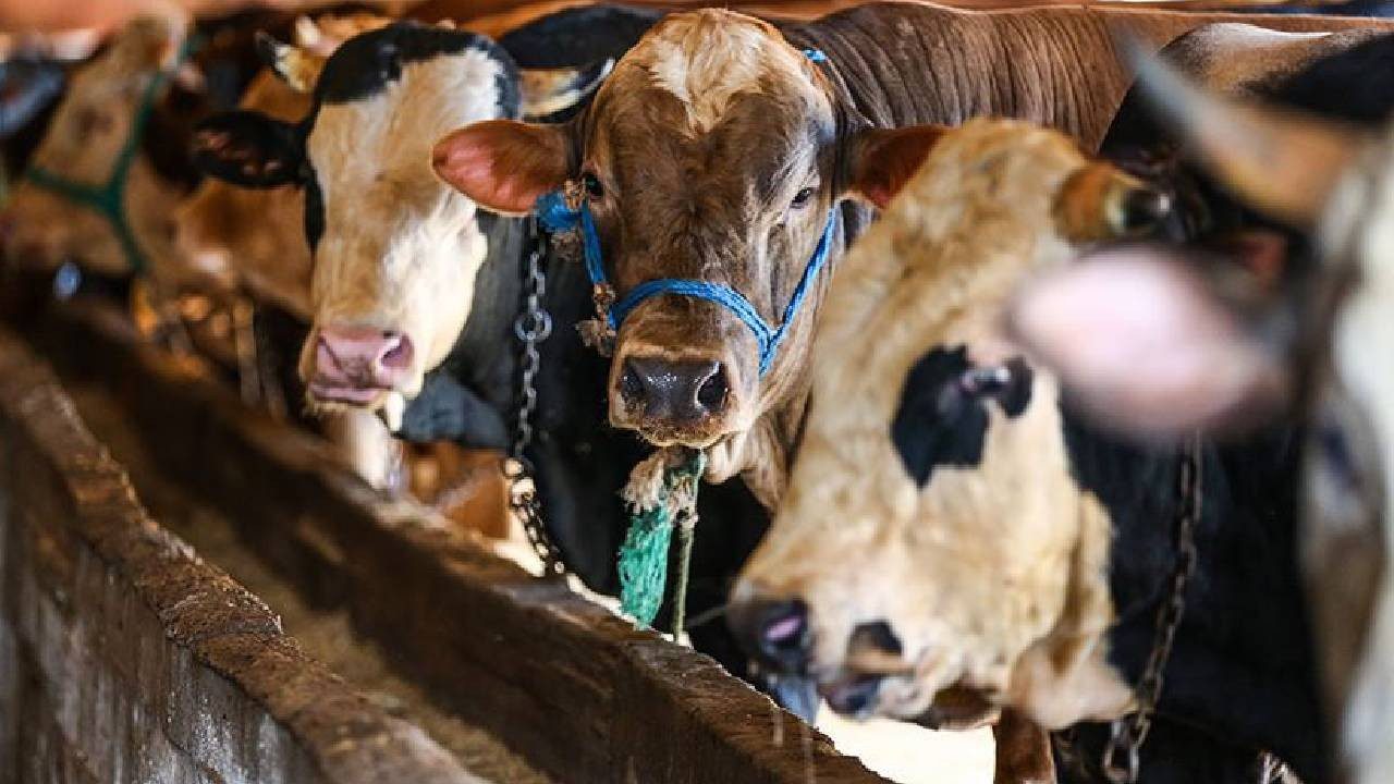 Bayramda Kurbanlık Alacaklar Dikkat: Etli Hayvanı Anlamanın En Kolay Yolu Bu