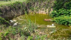 Bu Nasıl Vicdan! Vahşetin Adresi Bu Kez Edirne: Köpeklerin Kafasını Kesip Çukura Attılar