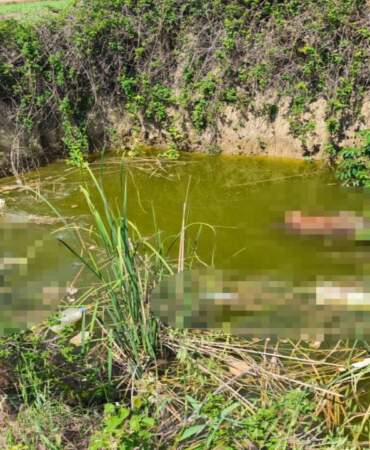 Bu Nasıl Vicdan! Vahşetin Adresi Bu Kez Edirne: Köpeklerin Kafasını Kesip Çukura Attılar