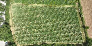 Bursa’da İlk Hasat Yapıldı Üreticinin Yüzü Gülüyor! Fiyatı İkiye Katlandı, Tanesi 70 Liradan Satılıyor