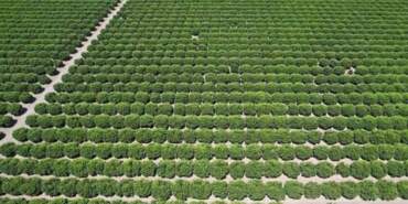 Büyük Hasat Başladı! Tarlada 6 Lira, Markette 40 Lira