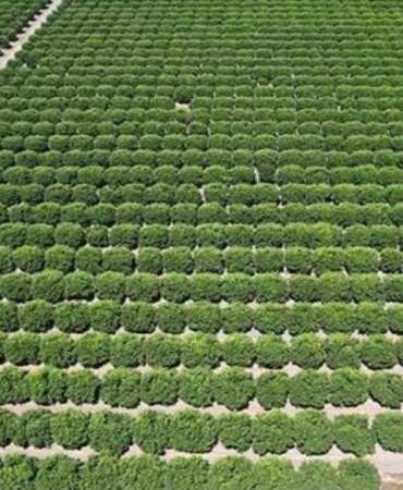 Büyük Hasat Başladı! Tarlada 6 Lira, Markette 40 Lira