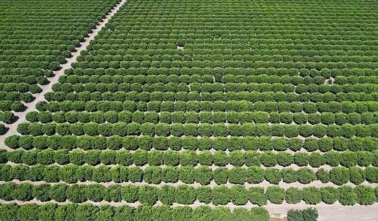 Büyük Hasat Başladı! Tarlada 6 Lira, Markette 40 Lira