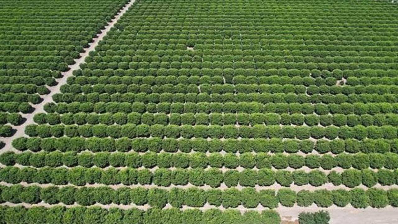 Büyük Hasat Başladı! Tarlada 6 Lira, Markette 40 Lira