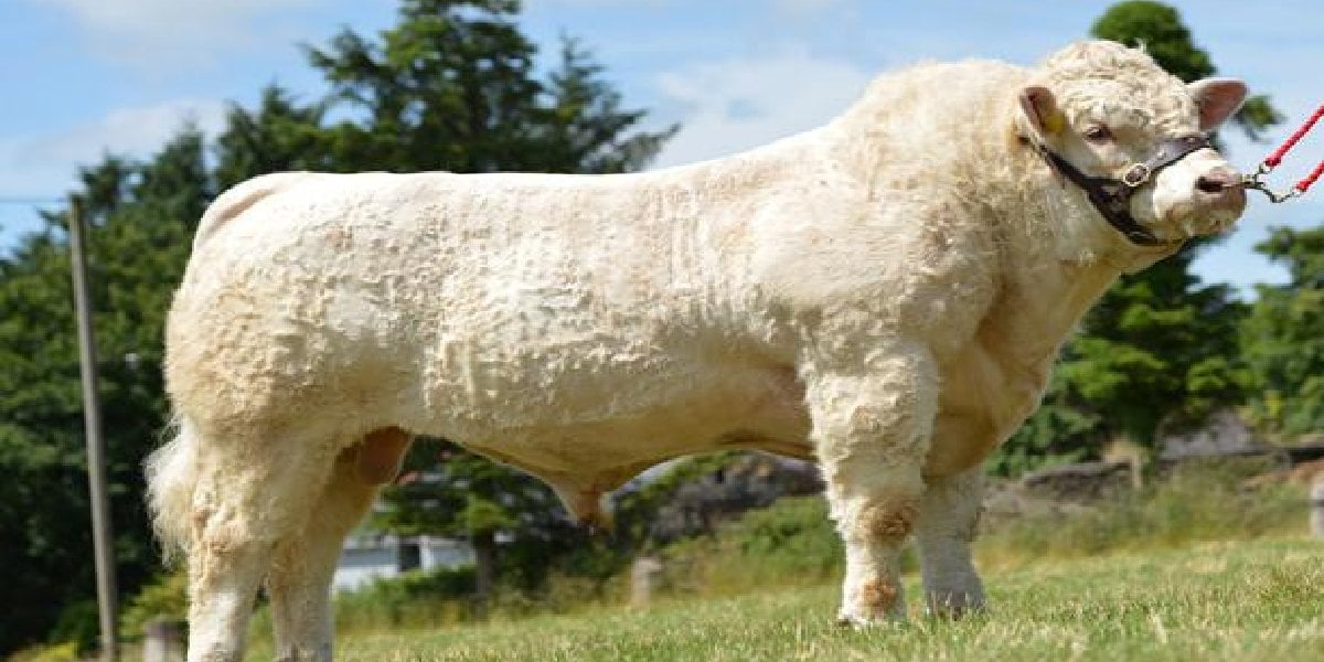 charolais-sarole.jpg